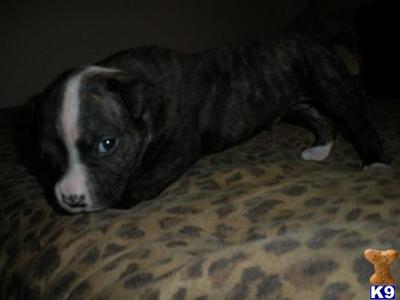 American Bulldog Puppies for Sale